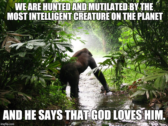 Gorilla | WE ARE HUNTED AND MUTILATED BY THE MOST INTELLIGENT CREATURE ON THE PLANET; AND HE SAYS THAT GOD LOVES HIM. | image tagged in gorilla | made w/ Imgflip meme maker