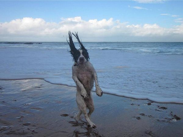 Raydog Strolling Beach Blank Meme Template