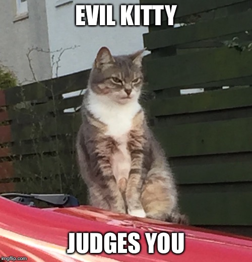 Evil Kitty Judges You Imgflip