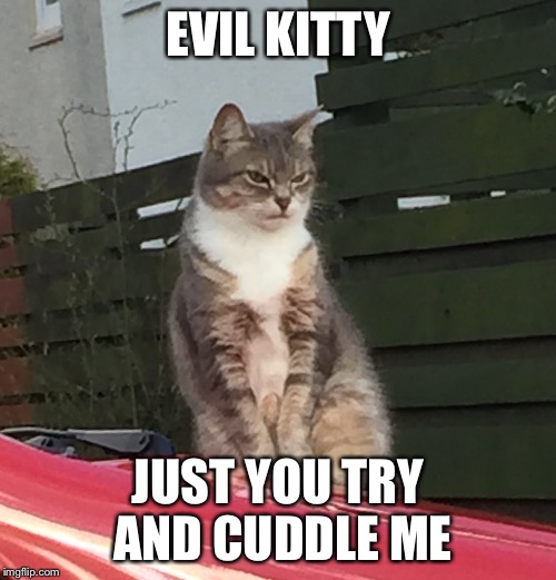 Evil kitty - just you try and cuddle me | EVIL KITTY; JUST YOU TRY AND CUDDLE ME | image tagged in cats,funny cats,grumpy cat,burn kitty,kitty,evil cat | made w/ Imgflip meme maker