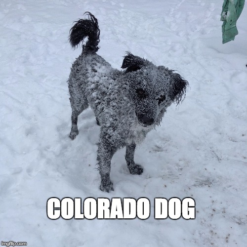 Colorado Dog | COLORADO DOG | image tagged in snow dog,colorado dog,dog,cold | made w/ Imgflip meme maker
