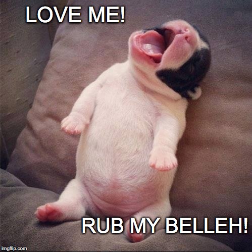 Squee!  You can't resist tiny puppy! | LOVE ME! RUB MY BELLEH! | image tagged in love me,rub my belleh,puppy,cute,funny | made w/ Imgflip meme maker