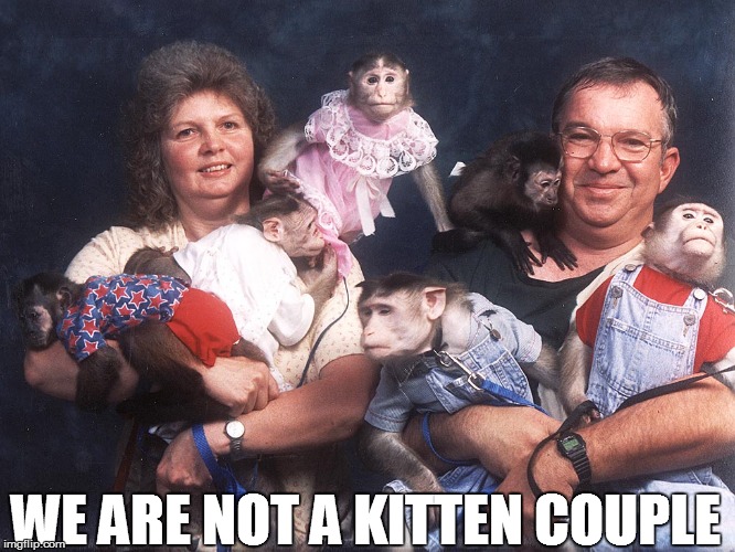 That's A Purdy Kitten | WE ARE NOT A KITTEN COUPLE | image tagged in kittens,cats,monkeys | made w/ Imgflip meme maker