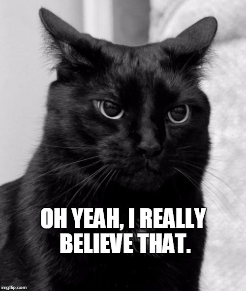 Black cat pissed | OH YEAH, I REALLY BELIEVE THAT. | image tagged in black cat pissed,funny cats,funny animals,cats | made w/ Imgflip meme maker