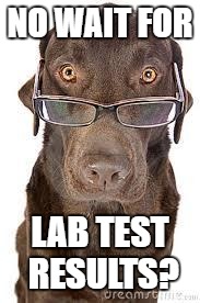 Labrador | NO WAIT FOR; LAB TEST RESULTS? | image tagged in labrador | made w/ Imgflip meme maker