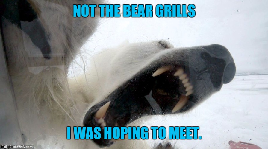 There was stiĺl piss involved | NOT THE BEAR GRILLS; I WAS HOPING TO MEET. | image tagged in memes,funny | made w/ Imgflip meme maker