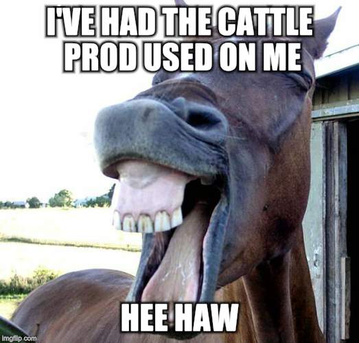I'VE HAD THE CATTLE PROD USED ON ME HEE HAW | made w/ Imgflip meme maker