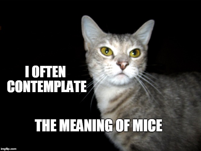 I think I'll get  a Mousey McMouseface. | I OFTEN CONTEMPLATE; THE MEANING OF MICE | image tagged in the meaning of life,cat | made w/ Imgflip meme maker