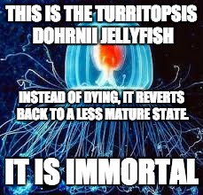 Just thought I'd share! | THIS IS THE TURRITOPSIS DOHRNII JELLYFISH; INSTEAD OF DYING, IT REVERTS BACK TO A LESS MATURE STATE. IT IS IMMORTAL | image tagged in jellyfish,the more you know | made w/ Imgflip meme maker