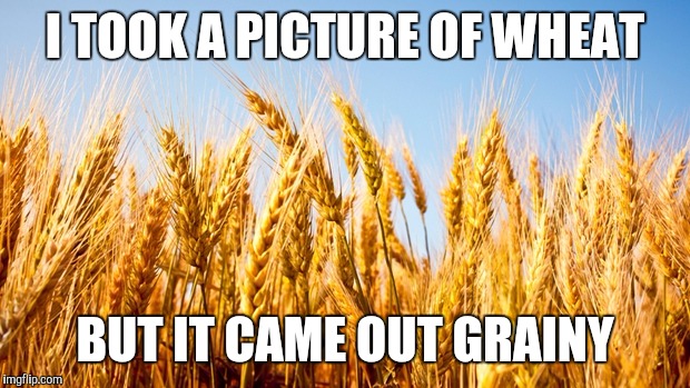 Wheat | I TOOK A PICTURE OF WHEAT; BUT IT CAME OUT GRAINY | image tagged in wheat,memes,funny,puns | made w/ Imgflip meme maker