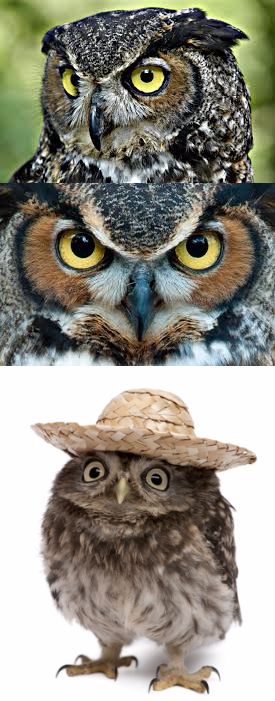 High Quality Bad Pun Owl Blank Meme Template