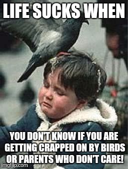 Bird Poop Blues | LIFE SUCKS WHEN; YOU DON'T KNOW IF YOU ARE GETTING CRAPPED ON BY BIRDS OR PARENTS WHO DON'T CARE! | image tagged in bird poop blues | made w/ Imgflip meme maker