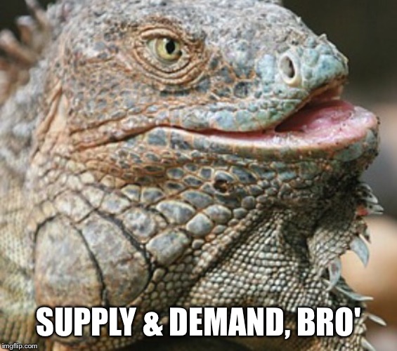 Iguana | SUPPLY & DEMAND, BRO' | image tagged in iguana | made w/ Imgflip meme maker