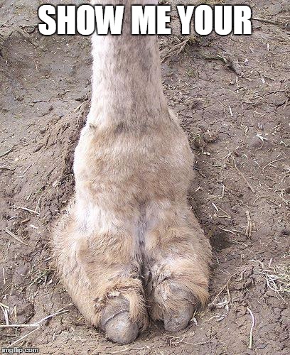 camel toe | SHOW ME YOUR | image tagged in camel toe | made w/ Imgflip meme maker
