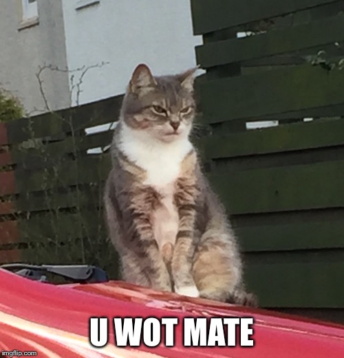 Evil kitty - attitude  | U WOT MATE | image tagged in cats,funny cats,grumpy cat,attitude,lolz | made w/ Imgflip meme maker