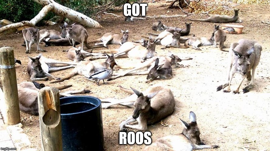 GOT; ROOS | image tagged in animals,kangaroo | made w/ Imgflip meme maker