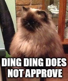 DingDing does not approve | DING DING DOES NOT APPROVE | image tagged in cats,funny,funny cats,funny memes,funny animals,disappointment | made w/ Imgflip meme maker