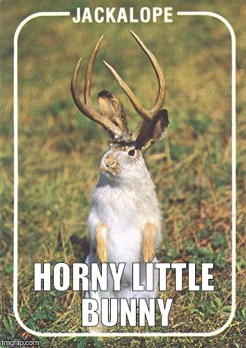 Jackalope | HORNY LITTLE BUNNY | image tagged in jackalope | made w/ Imgflip meme maker