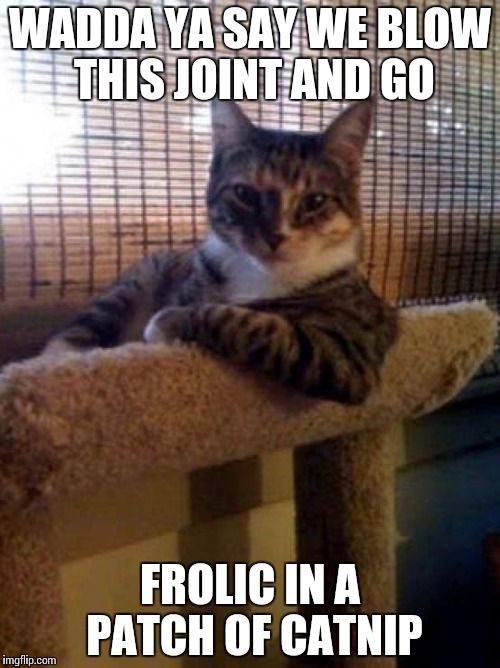 The Most Interesting Cat In The World | WADDA YA SAY WE BLOW THIS JOINT AND GO; FROLIC IN A PATCH OF CATNIP | image tagged in memes,the most interesting cat in the world | made w/ Imgflip meme maker