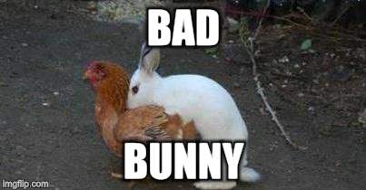 Easter eggs | BAD BUNNY | image tagged in easter eggs | made w/ Imgflip meme maker