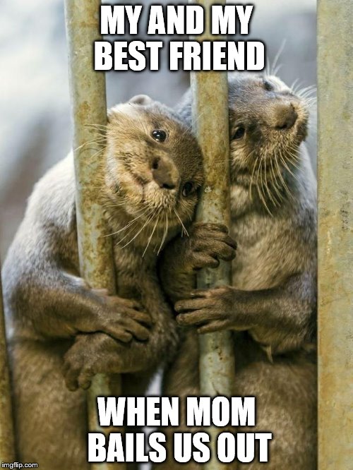 The morning after | MY AND MY BEST FRIEND; WHEN MOM BAILS US OUT | image tagged in otters,jail,bail,the next morning | made w/ Imgflip meme maker