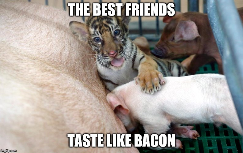 Bacon fueled friendship | THE BEST FRIENDS; TASTE LIKE BACON | image tagged in bacon,tiger,piglet,cute animals | made w/ Imgflip meme maker