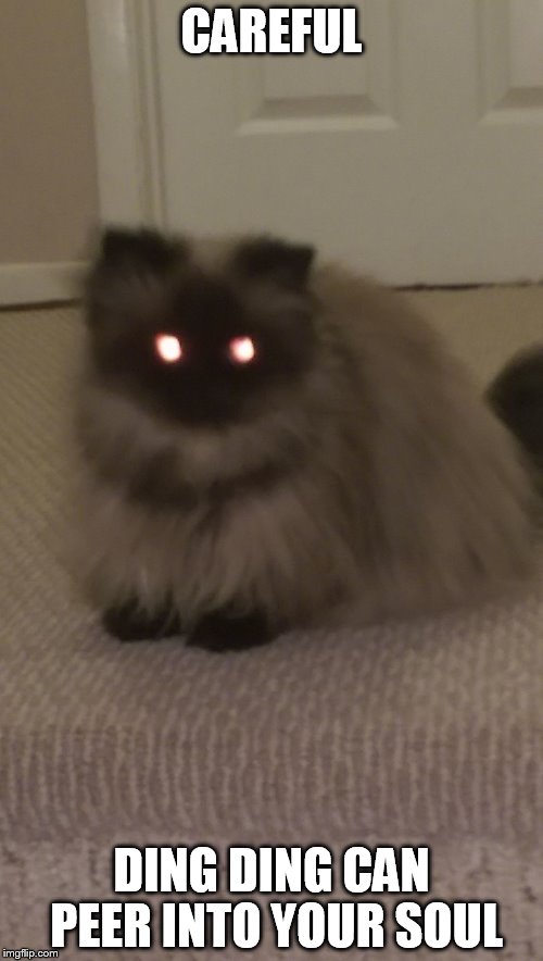 DingDing | CAREFUL; DING DING CAN PEER INTO YOUR SOUL | image tagged in cats,funny memes,funny cats,cat | made w/ Imgflip meme maker