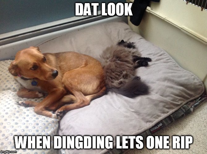 DindDingRips | DAT LOOK; WHEN DINGDING LETS ONE RIP | image tagged in dingding2,cats,funny,funny cats,farts | made w/ Imgflip meme maker