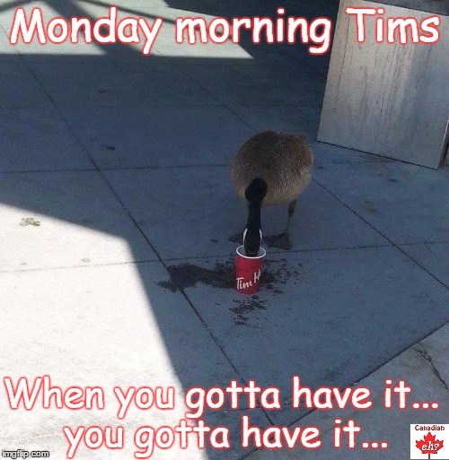 Canadian Goose drinks a Tim Hortons - Imgflip