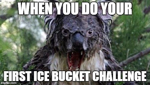 Angry Koala Meme | WHEN YOU DO YOUR; FIRST ICE BUCKET CHALLENGE | image tagged in memes,angry koala | made w/ Imgflip meme maker