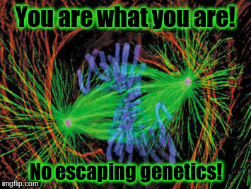 Your genetic make up! |  You are what you are! No escaping genetics! | image tagged in general | made w/ Imgflip meme maker