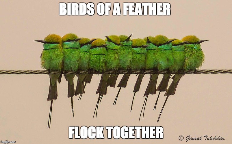 Birds of a feather | BIRDS OF A FEATHER; FLOCK TOGETHER | image tagged in birds of a feather,green bee birds,mom | made w/ Imgflip meme maker