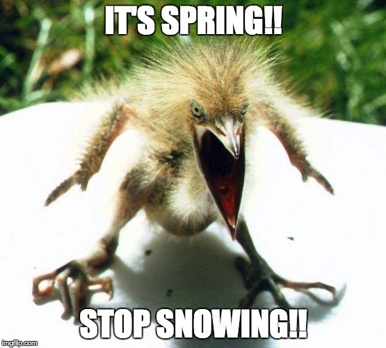 Bird Screaming | IT'S SPRING!! STOP SNOWING!! | image tagged in bird rawr,spring,snow,spring snow,bird,dinosaur snow | made w/ Imgflip meme maker