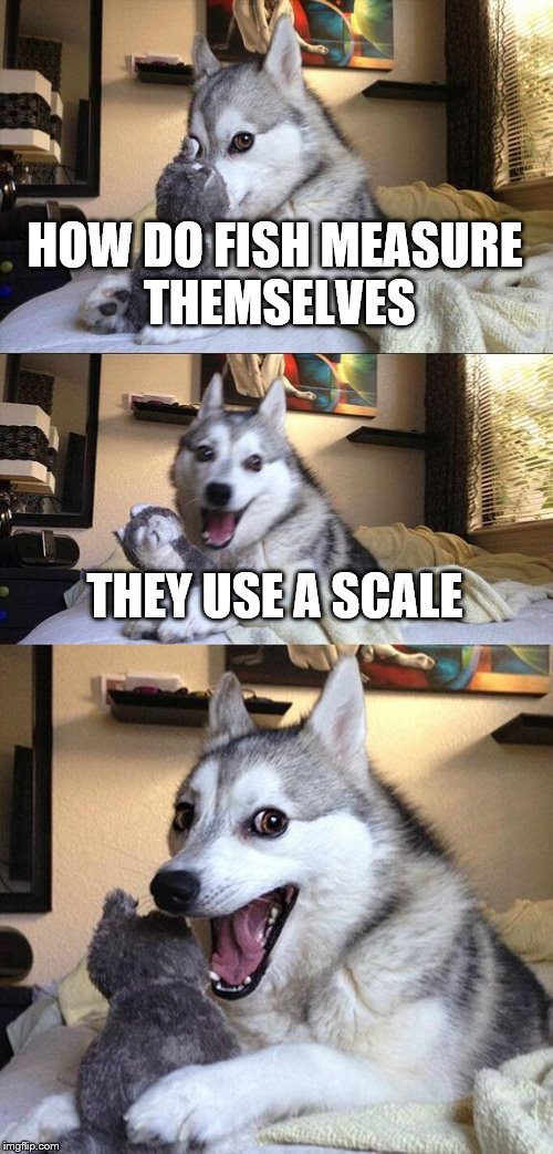 Bad Pun Dog Meme | HOW DO FISH MEASURE THEMSELVES; THEY USE A SCALE | image tagged in memes,bad pun dog | made w/ Imgflip meme maker