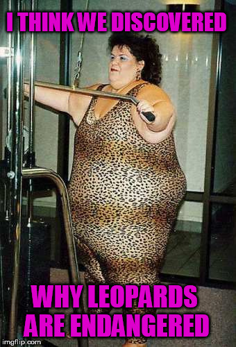 Several leopards may have been harmed in the making of this meme. |  I THINK WE DISCOVERED; WHY LEOPARDS ARE ENDANGERED | image tagged in memes,spandex,fat,say no to spandex,leopard,leopard skin | made w/ Imgflip meme maker