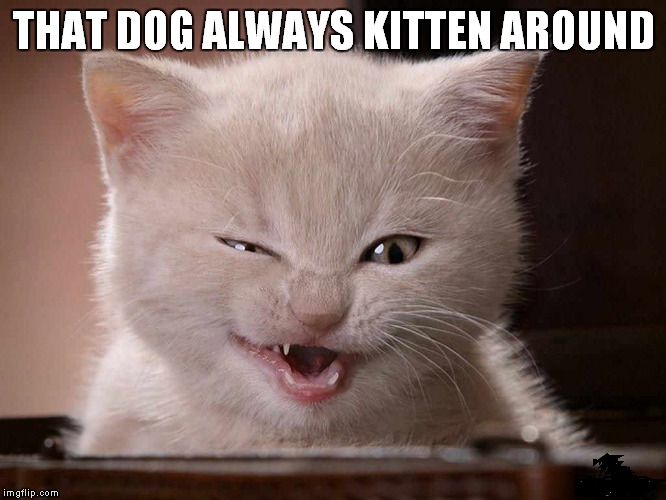 THAT DOG ALWAYS KITTEN AROUND | made w/ Imgflip meme maker
