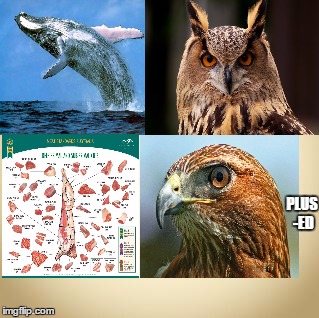 Whale, Owl Beef Hawked | PLUS -ED | image tagged in whale,owl,beef,hawked | made w/ Imgflip meme maker