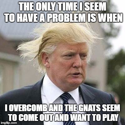 Donald Trump | THE ONLY TIME I SEEM TO HAVE A PROBLEM IS WHEN; I OVERCOMB AND THE GNATS SEEM TO COME OUT AND WANT TO PLAY | image tagged in donald trump | made w/ Imgflip meme maker