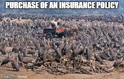 PURCHASE OF AN INSURANCE POLICY | image tagged in insurance,vulture culture | made w/ Imgflip meme maker