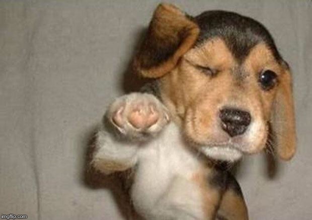 Pointing puppy | image tagged in pointing puppy | made w/ Imgflip meme maker