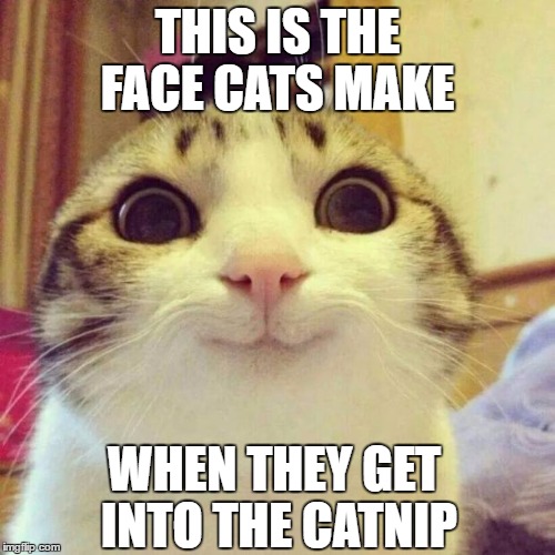 Catnip face | THIS IS THE FACE CATS MAKE; WHEN THEY GET INTO THE CATNIP | image tagged in memes,smiling cat | made w/ Imgflip meme maker