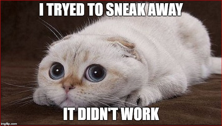 tried to sneak away | I TRYED TO SNEAK AWAY; IT DIDN'T WORK | image tagged in cat meme,funny meme,funny cat memes,cute cat | made w/ Imgflip meme maker