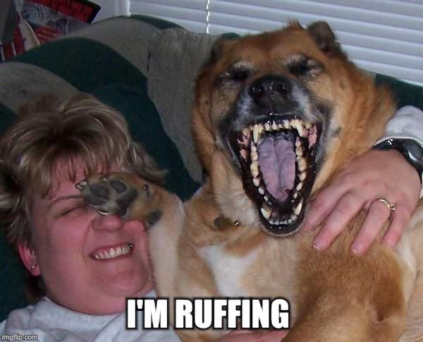 laughing dog | I'M RUFFING | image tagged in laughing dog | made w/ Imgflip meme maker