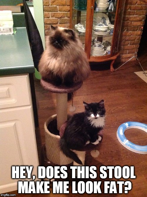Ding Ding | HEY, DOES THIS STOOL MAKE ME LOOK FAT? | image tagged in cats,funny,funny cats,funny memes,funny animals | made w/ Imgflip meme maker