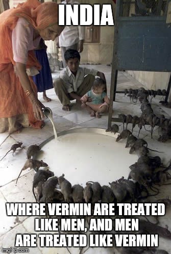 INDIA; WHERE VERMIN ARE TREATED LIKE MEN, AND MEN ARE TREATED LIKE VERMIN | image tagged in rats | made w/ Imgflip meme maker