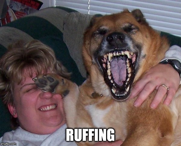 laughing dog | RUFFING | image tagged in laughing dog | made w/ Imgflip meme maker