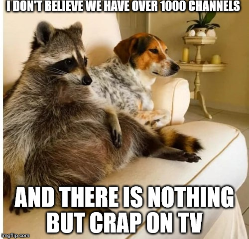 1000 channels of crap  | I DON'T BELIEVE WE HAVE OVER 1000 CHANNELS; AND THERE IS NOTHING BUT CRAP ON TV | image tagged in racoon,dog,tv,crap | made w/ Imgflip meme maker