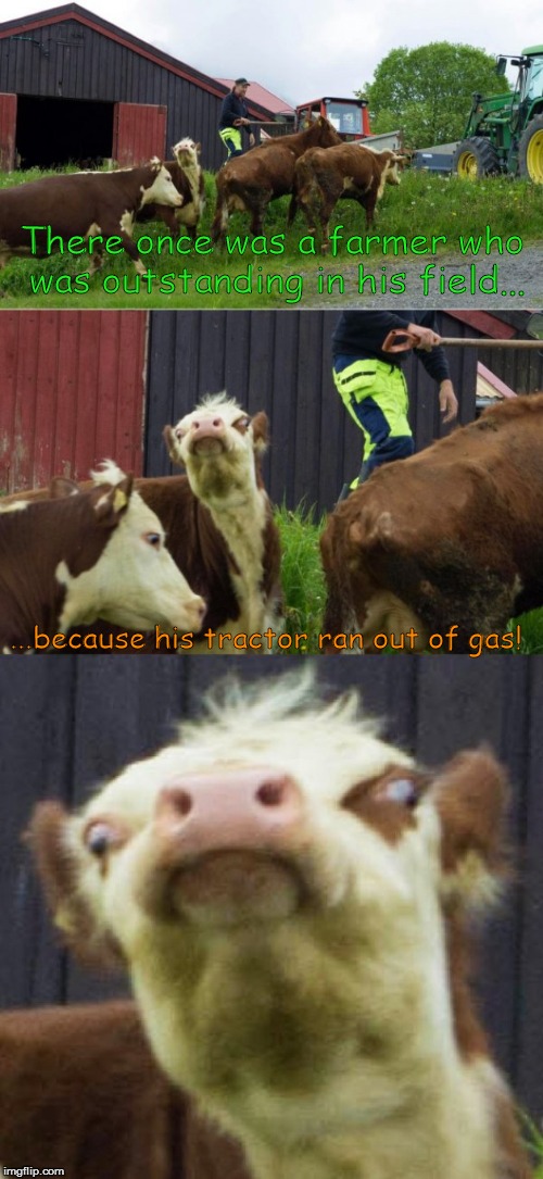 Bad pun cow  | There once was a farmer who was outstanding in his field... ...because his tractor ran out of gas! | image tagged in bad pun cow | made w/ Imgflip meme maker