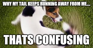 WHY MY TAIL KEEPS RUNNING AWAY FROM ME.... THATS CONFUSING | made w/ Imgflip meme maker