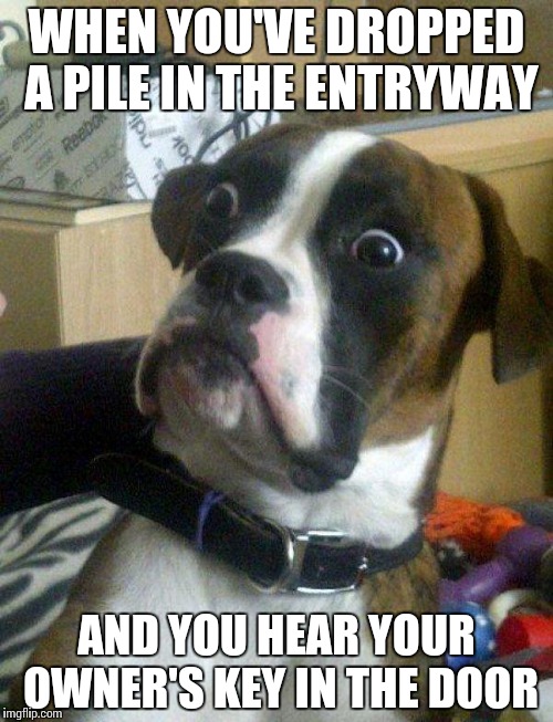 Blankie the Shocked Dog | WHEN YOU'VE DROPPED A PILE IN THE ENTRYWAY; AND YOU HEAR YOUR OWNER'S KEY IN THE DOOR | image tagged in blankie the shocked dog,memes | made w/ Imgflip meme maker